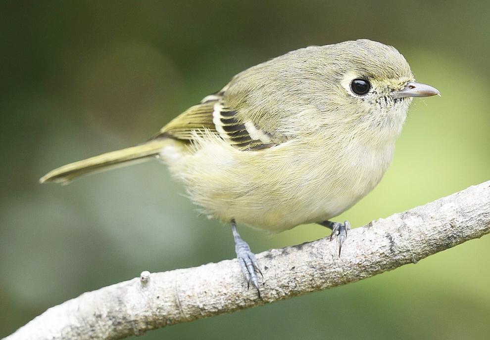 Hutton's Vireo