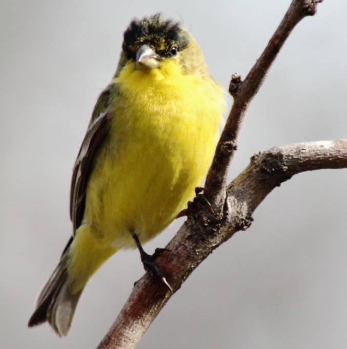 Lesser Goldfinch