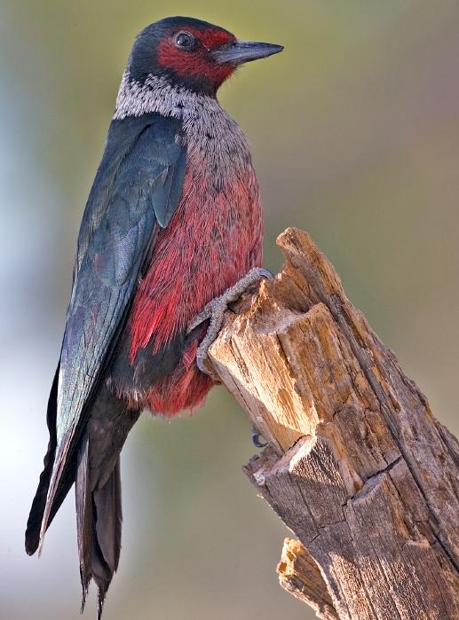 Lewis's Woodpecker