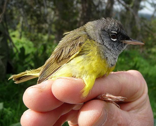 Macgillivray's warbler