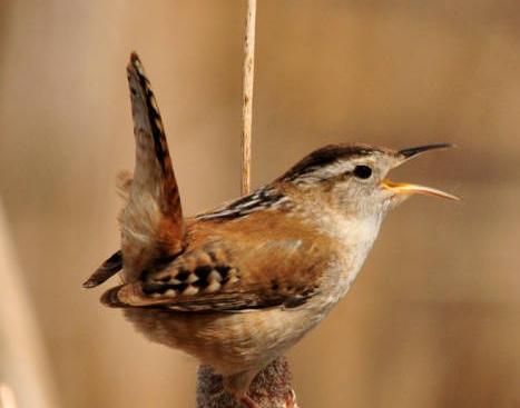 marsh wren