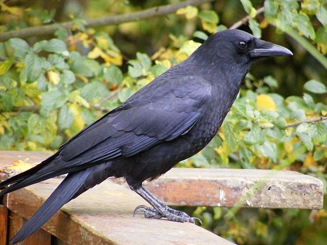 Northwestern Crow