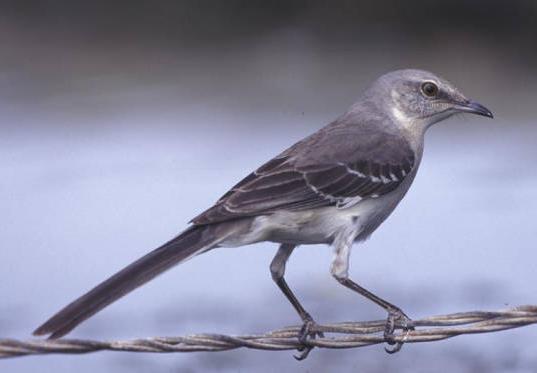 Northern Mockingbird