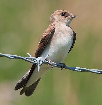 northern rough-winged swallow