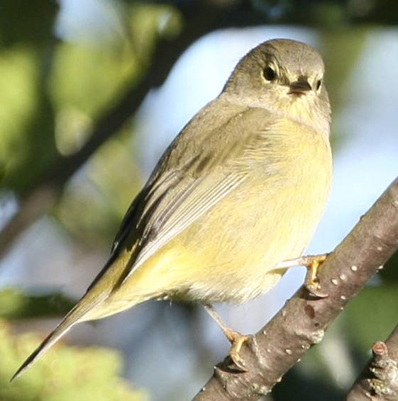 Orange-crowned Warbler