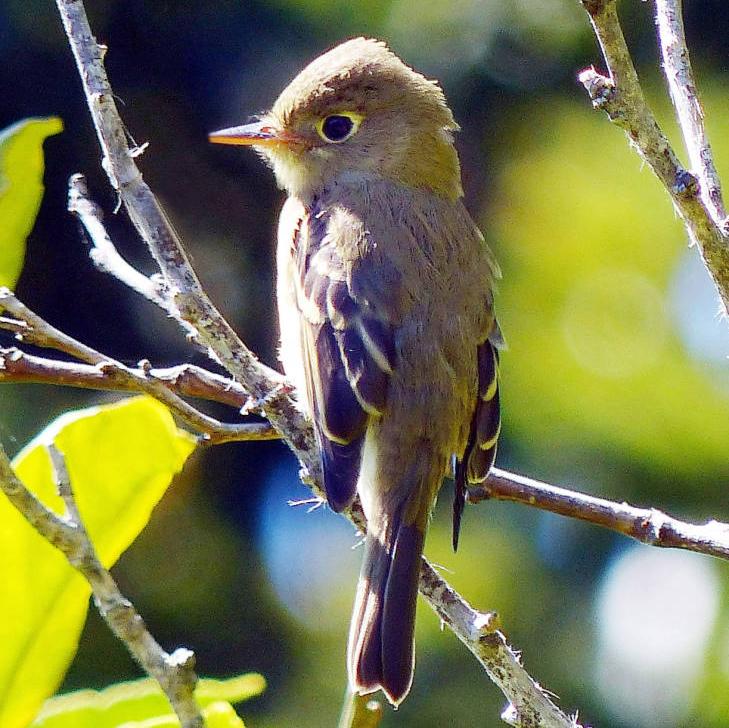 Pacific-slope flycatcher