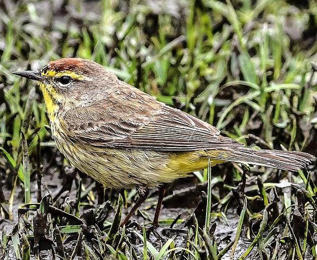 Palm Warbler