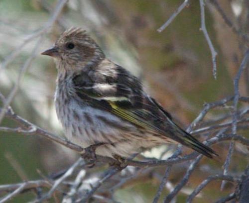 Pine Siskin