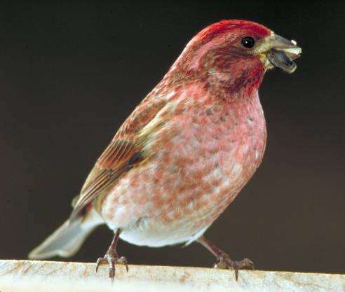 Purple Finch