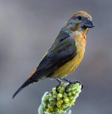 Red Crossbill