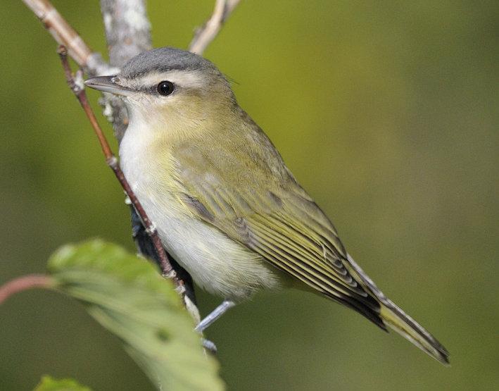 red-eyed vireo