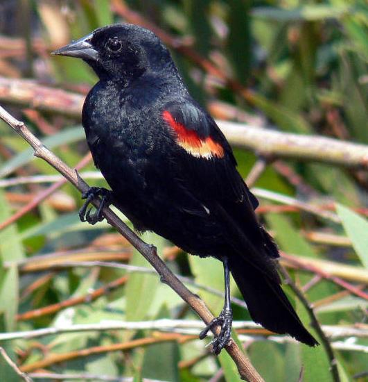 Red-winged Blackbird