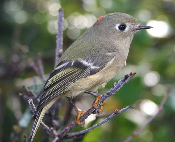 Ruby-crowned Kinglet