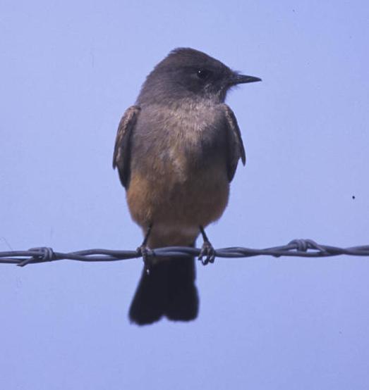 Say's Phoebe