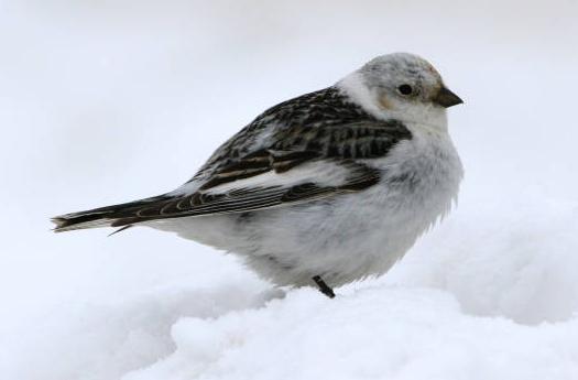 snow bunting