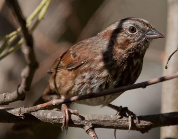 Song Sparrow