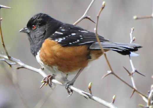 Spotted Towhee