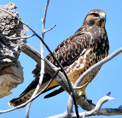 Swainson's Hawk