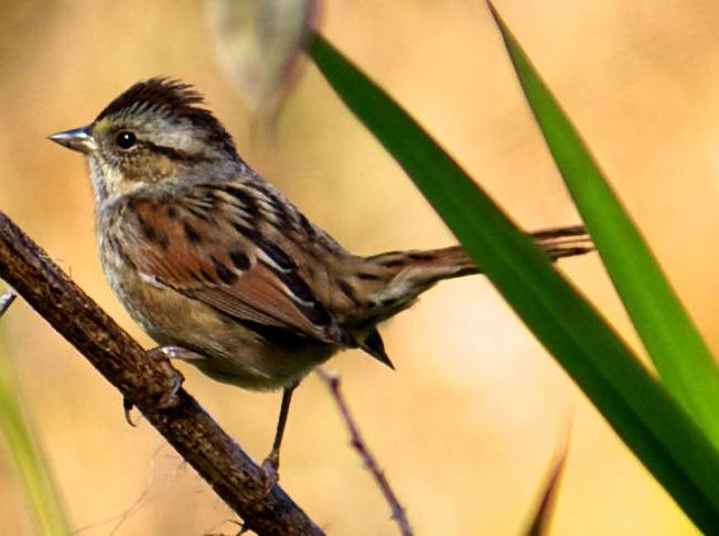 Swamp Sparrow