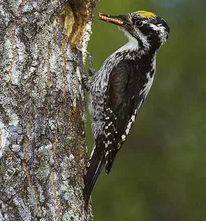 three-toed woodpecker