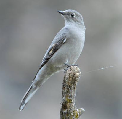 Townsend's Solitaire