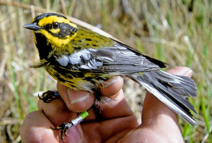 Townsend's Warbler