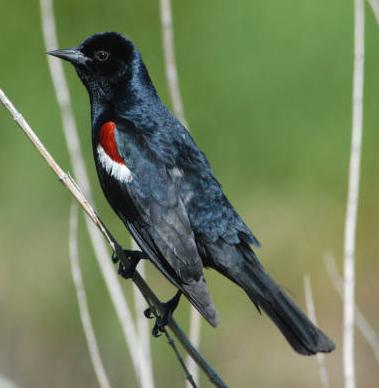 Tricolored Blackbird