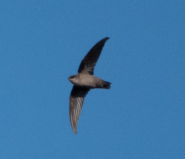 Vaux's swift