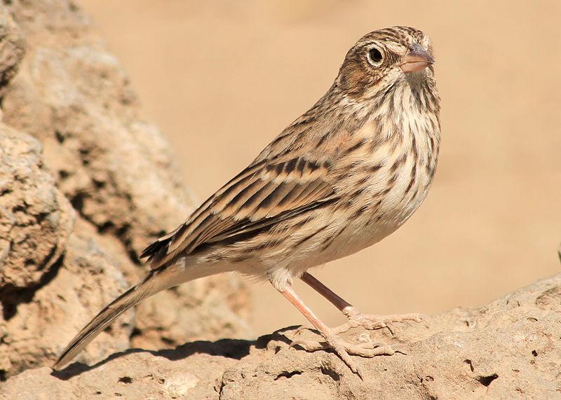 Vesper Sparrow