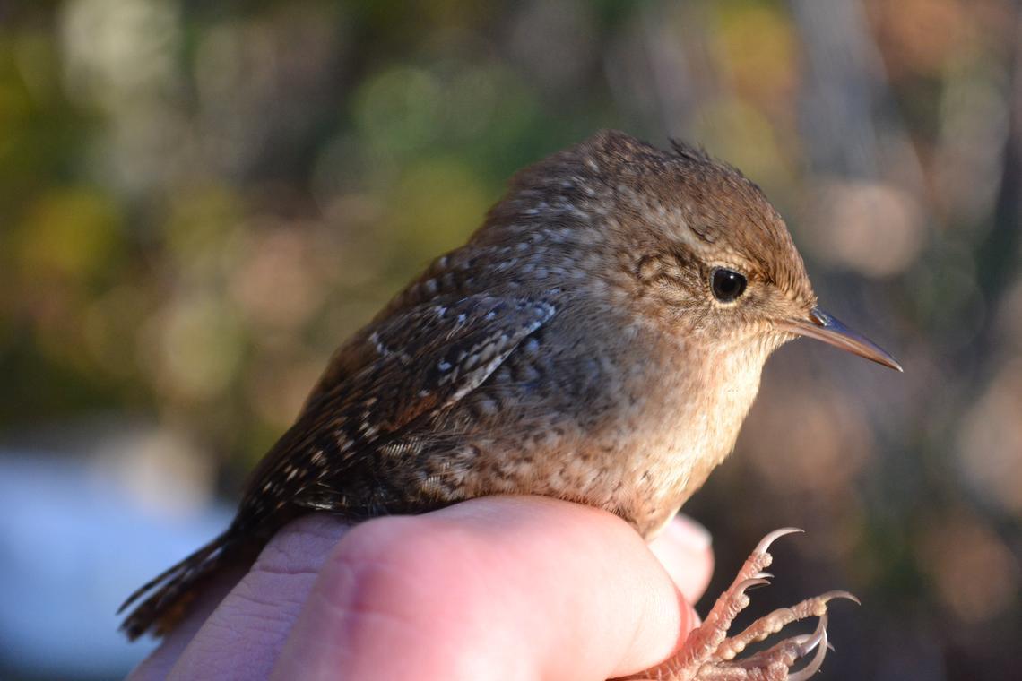 winter wren