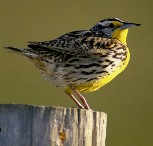 Western Meadowlark