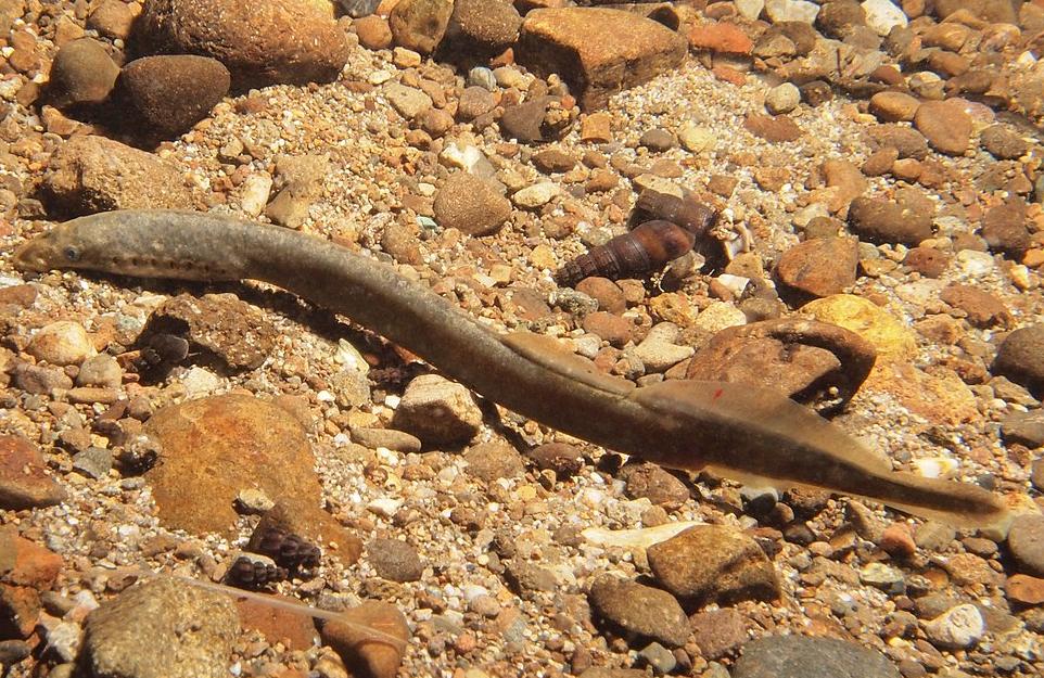 Western Brook Lamprey