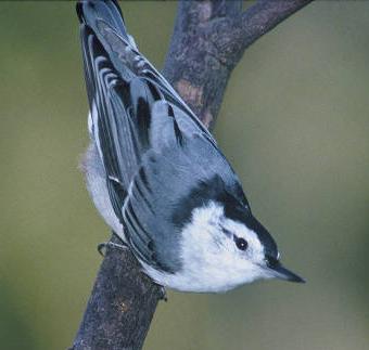 white-breasted nuthatch