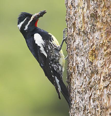 Williamson's Sapsucker