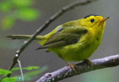 Wilson's Warbler