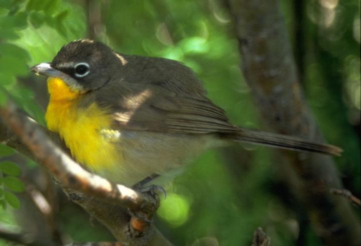 Yellow-breasted Chat