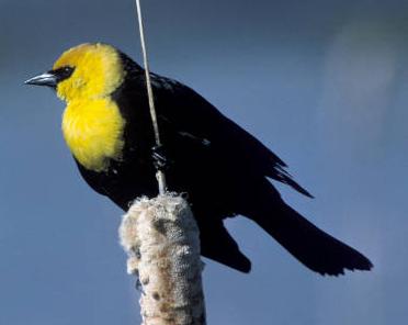 Yellow-headed Blackbird