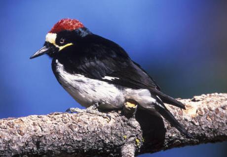 acorn woodpecker