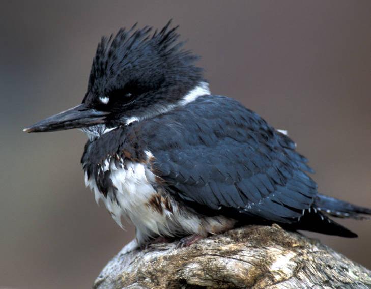 belted kingfisher