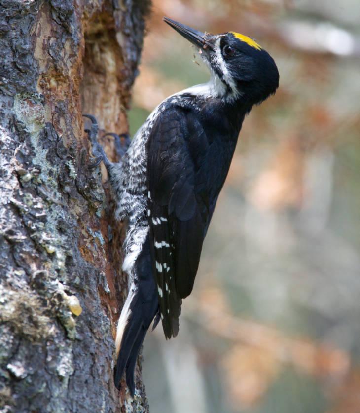 black-backed woodpecker