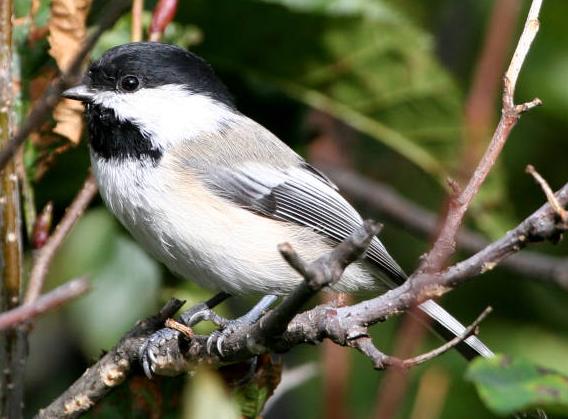 black-capped chickadee