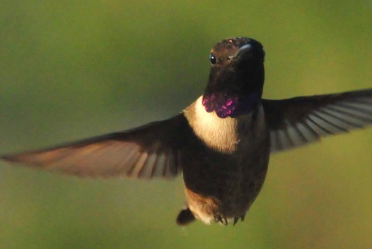 black-chinned hummingbird