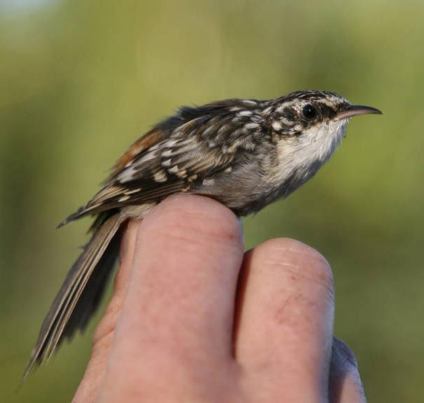 brown creeper