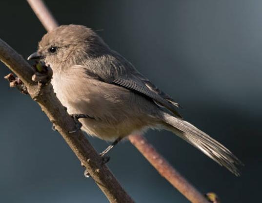 male bushtit