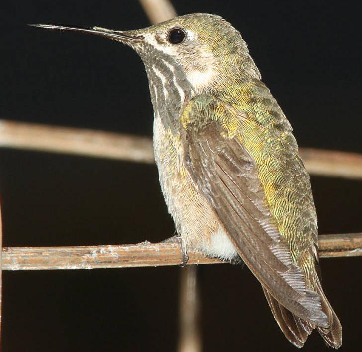 calliope hummingbird