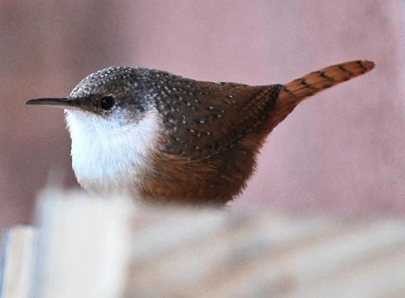 canyon wren