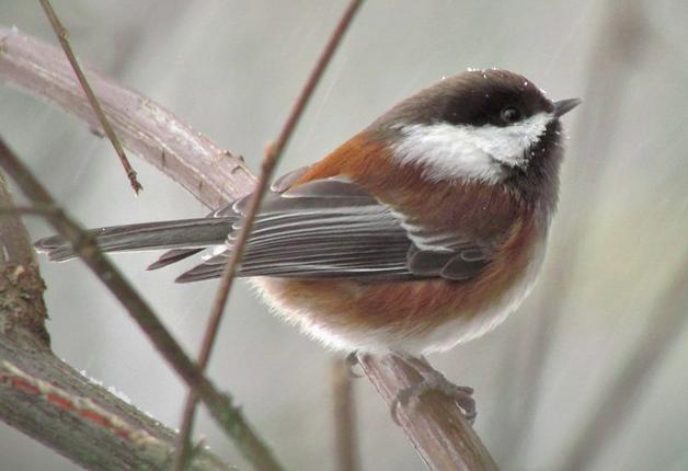 chestnut-backed chickadee