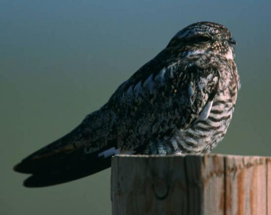 common nighthawk