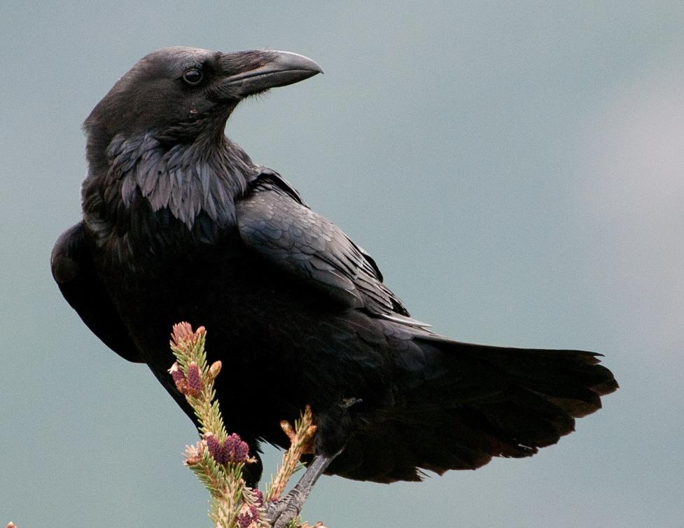 common raven