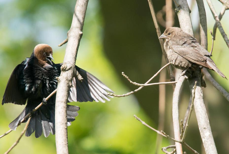 pair of brown-headed cowbirds in mating dance